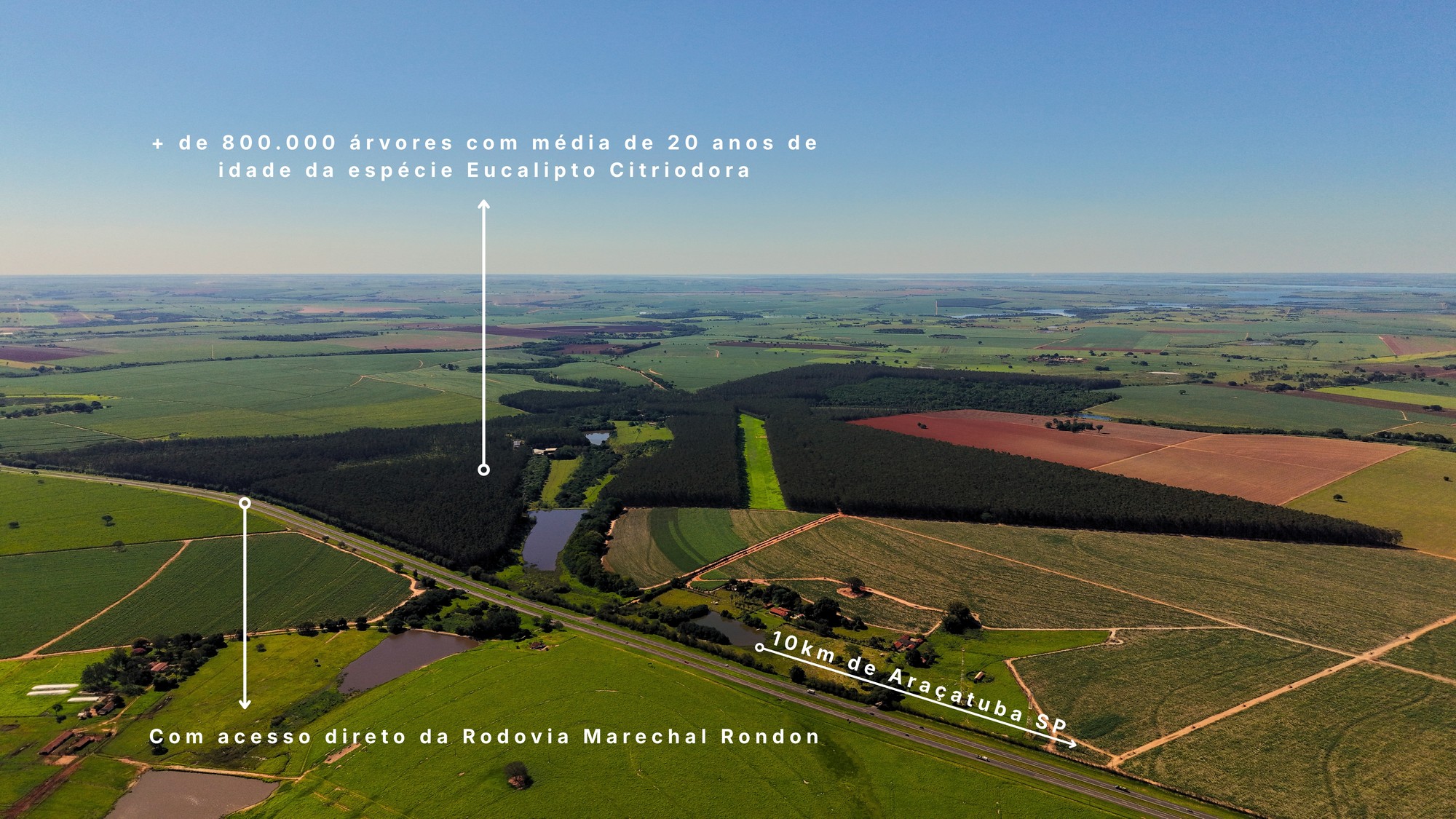 Vista aérea do reflorestamento de eucalipto, com acesso direto pela Rodovia Marechal Rondon a 10 km de Araçatuba